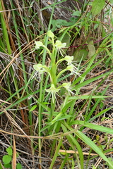 Habenaria pseudohamata