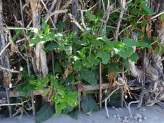 Phytolacca americana