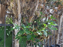 Phytolacca americana