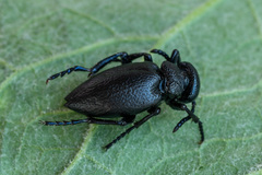 Meloe brevicollis