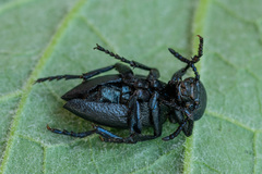Meloe brevicollis