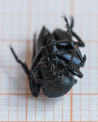 Meloe brevicollis