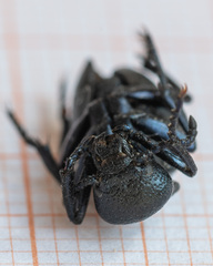 Meloe brevicollis