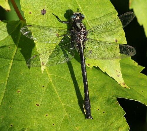 Beaverpond Clubtail photo 4