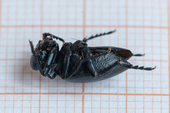 Meloe brevicollis