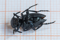 Meloe brevicollis
