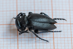 Meloe brevicollis