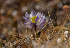 Trollius lilacinus