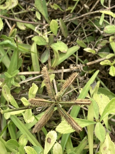 Dactyloctenium ctenoides, 2022-06-26
