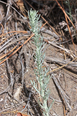 Artemisia carruthii
