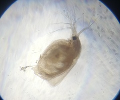 Simocephalus vetulus