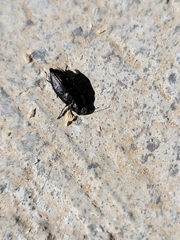 Phaenops