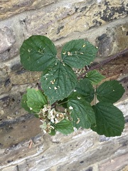 Rubus armeniacus