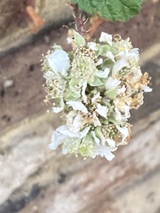 Rubus armeniacus