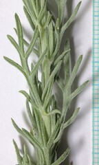 Artemisia carruthii