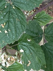 Rubus armeniacus
