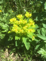 Euphorbia austriaca