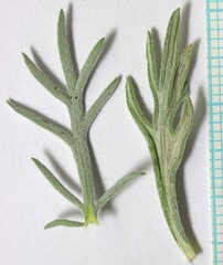 Artemisia carruthii