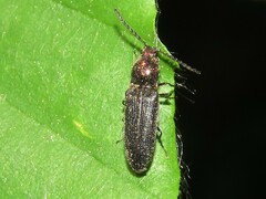 Limonius aurifer