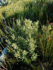 Grubbia tomentosa