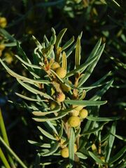 Grubbia tomentosa