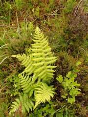 Oreopteris limbosperma