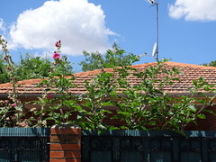 Phytolacca americana