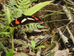 Heliconius telesiphe