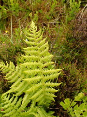 Oreopteris limbosperma