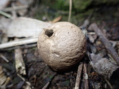 Lycoperdon lambinonii