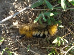 Gynaephora fascelina