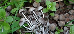 Coprinellus disseminatus