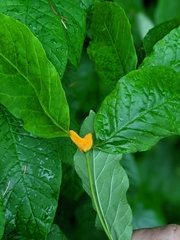 Puccinia sparganioidis