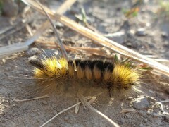 Gynaephora fascelina