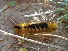 Gynaephora fascelina