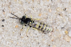 Microbembex monodonta