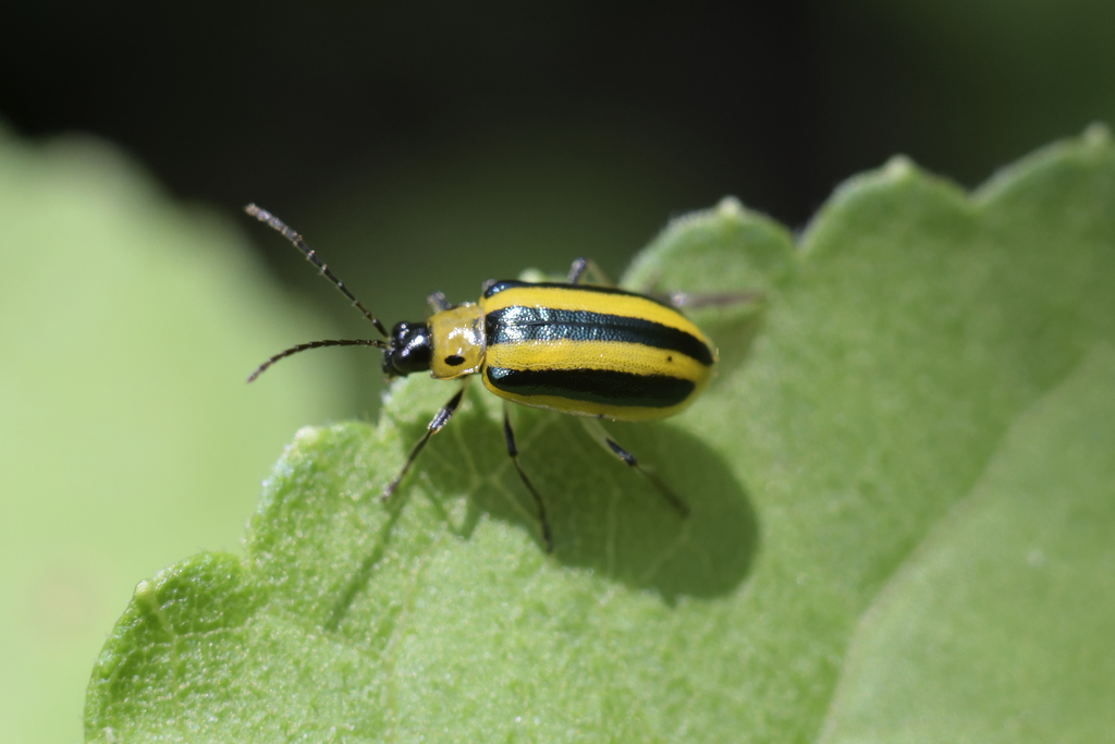 Amphelasma