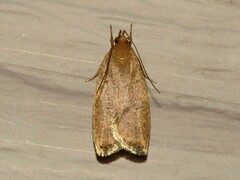Psilocorsis cryptolechiella