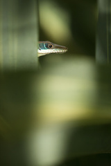 Anolis hendersoni