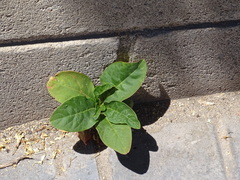 Phytolacca americana