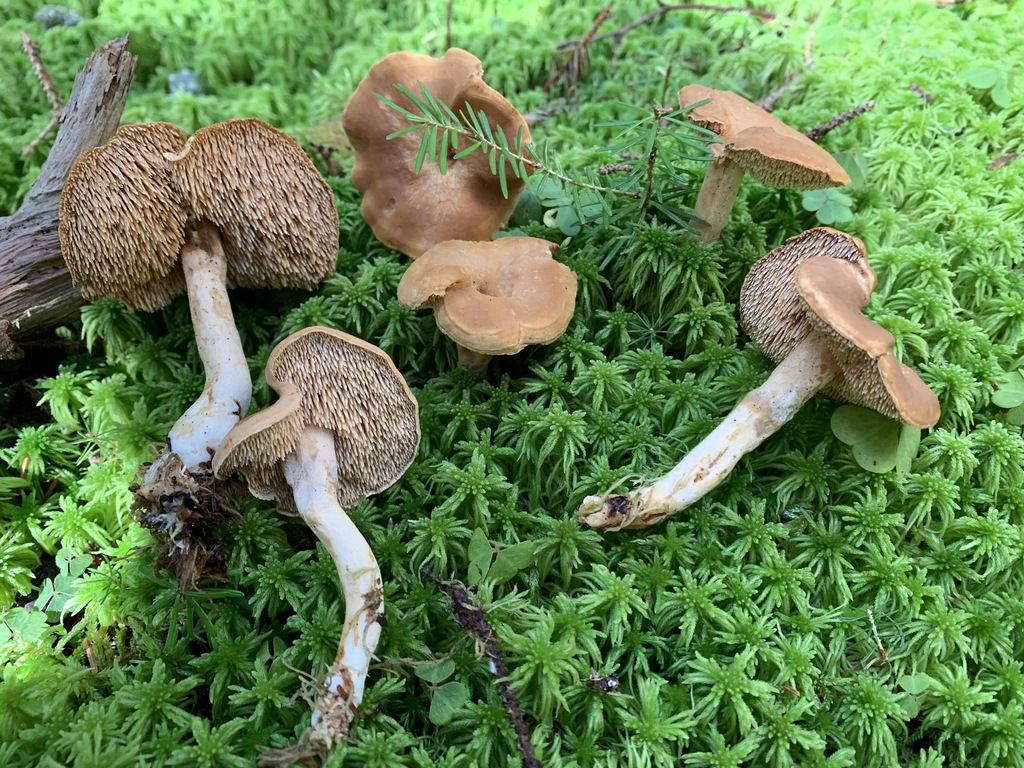 Hydnum atlanticum