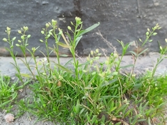 Lepidium densiflorum