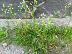 Lepidium densiflorum