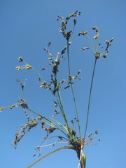 Scirpus longii