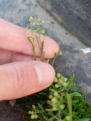 Lepidium densiflorum