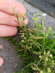 Lepidium densiflorum