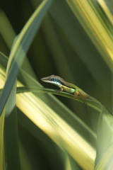 Anolis hendersoni