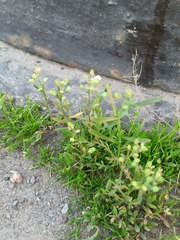 Lepidium densiflorum