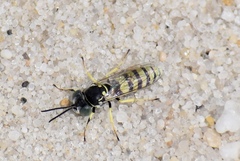 Microbembex monodonta
