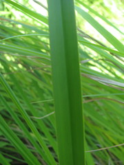 Scirpus longii